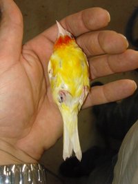 2760233072_1.jpg