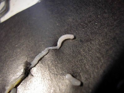 37432e7077cdd1adae15b7a773f0c247o (1).jpg