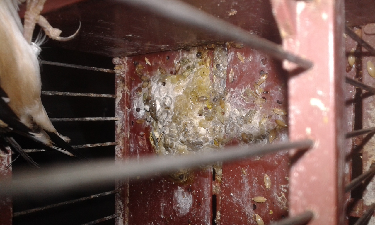 Anoche lo vi a sin y nosé si va con mejoría o no..