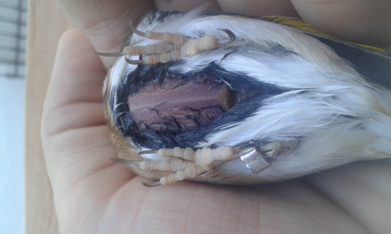 Hay esta la foto OS parece bien echada la foto?