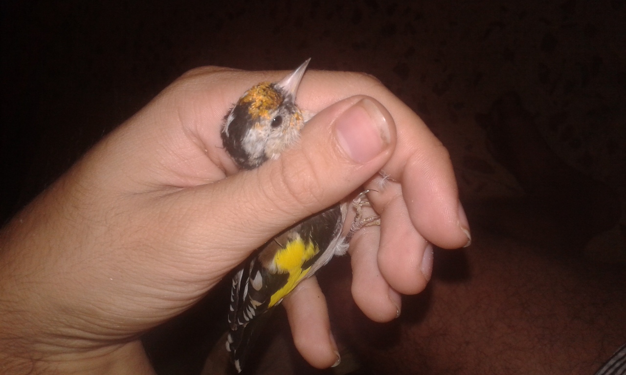 IMG-20150909-WA0055.jpeg