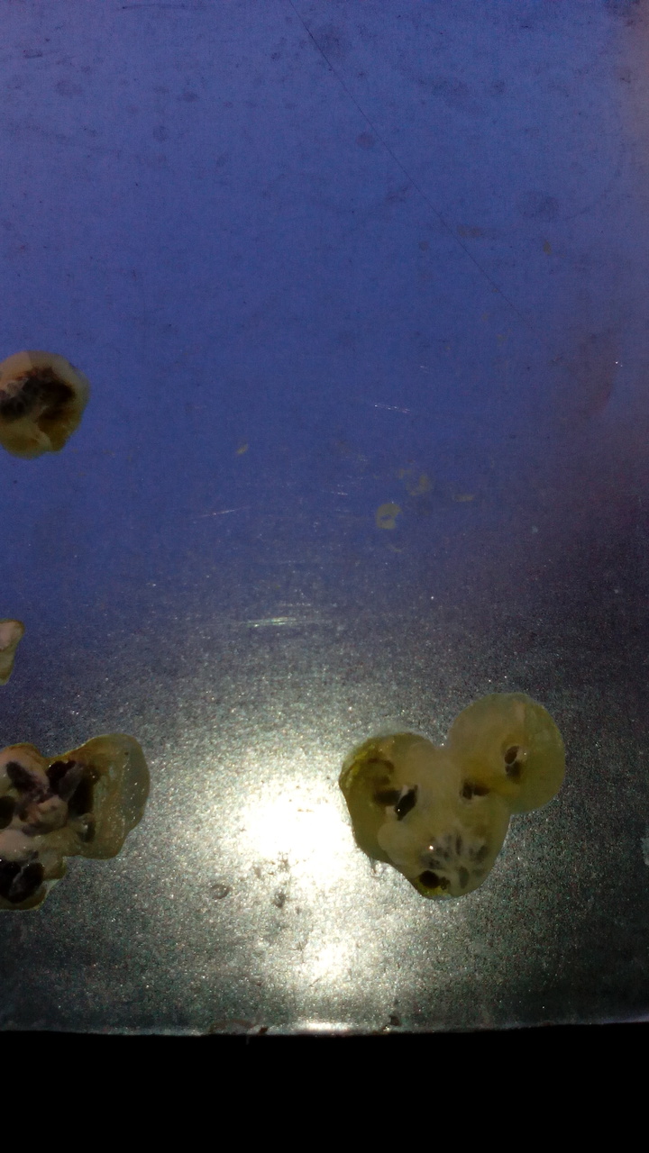 Cacas de esta mañana