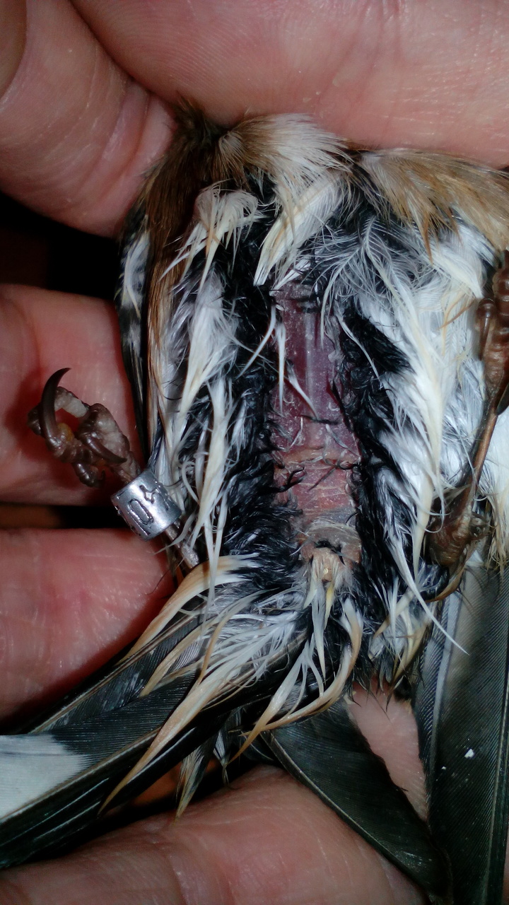 vientre jilguero anillado