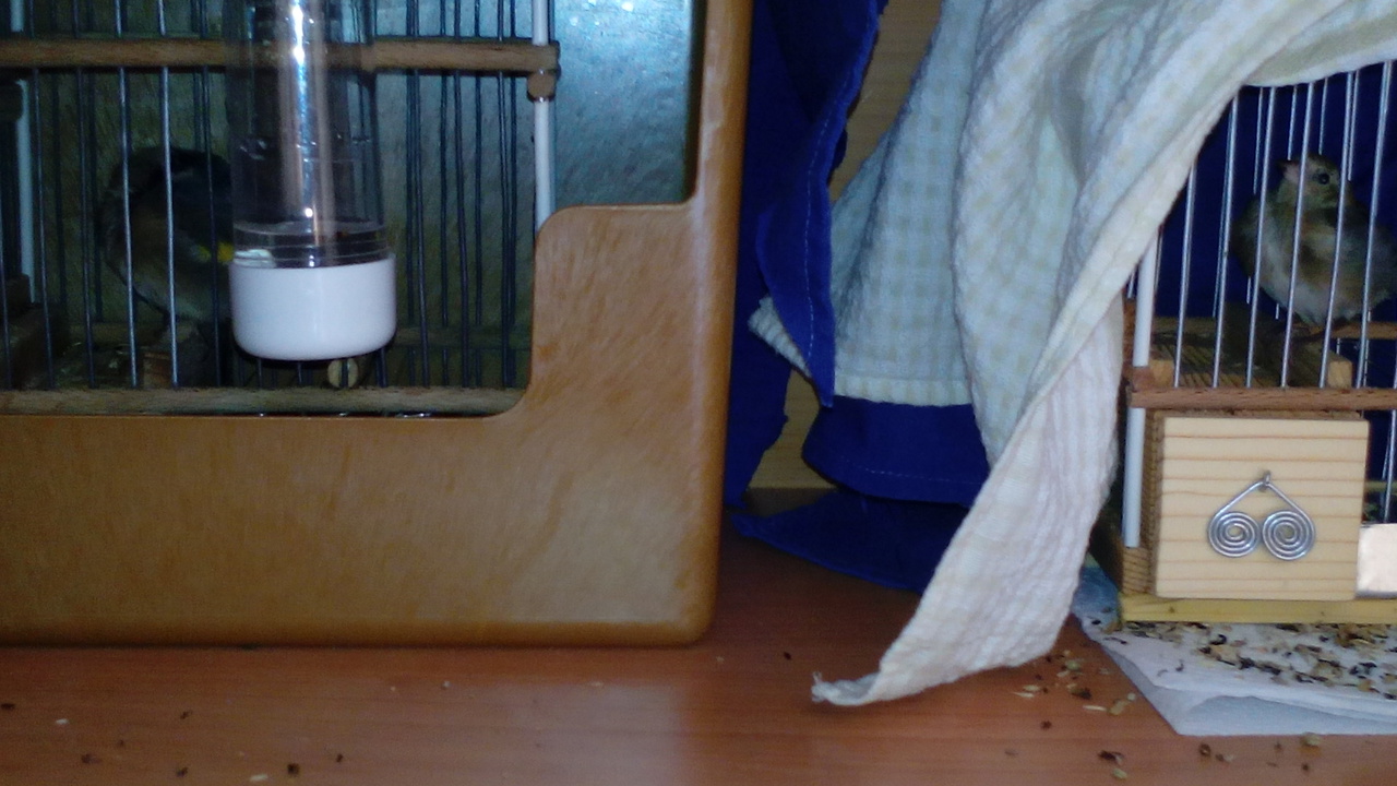 Jilgueros ahora mismo