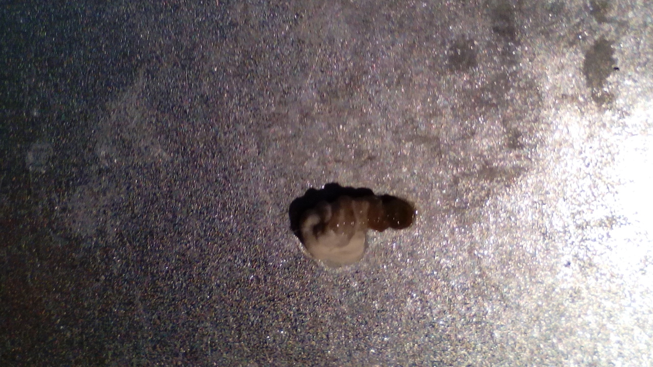 caca de esta mañana