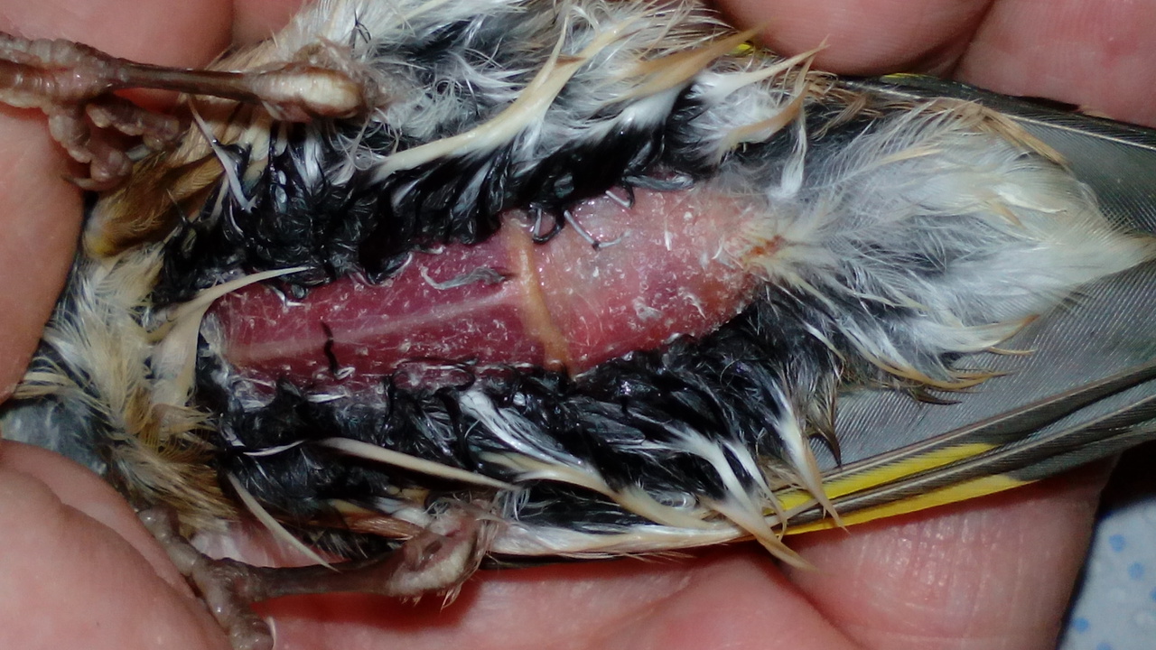 vientre y pecho ahora mismo