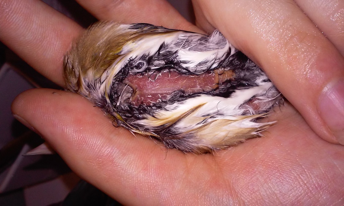 Segundo pajaro