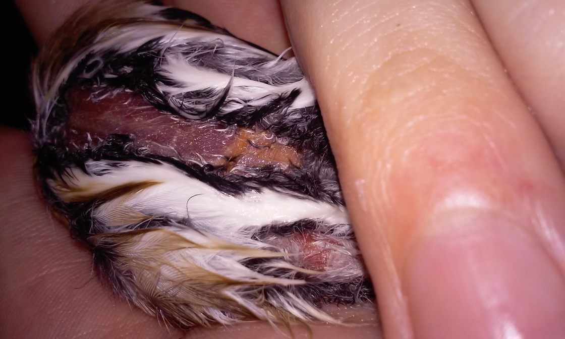Segundo pajaro