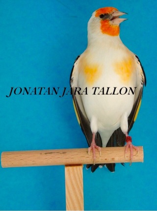 image.jpeg