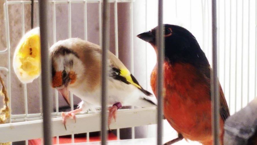 12169858_1081145721906307_1861662835_o (1).jpg