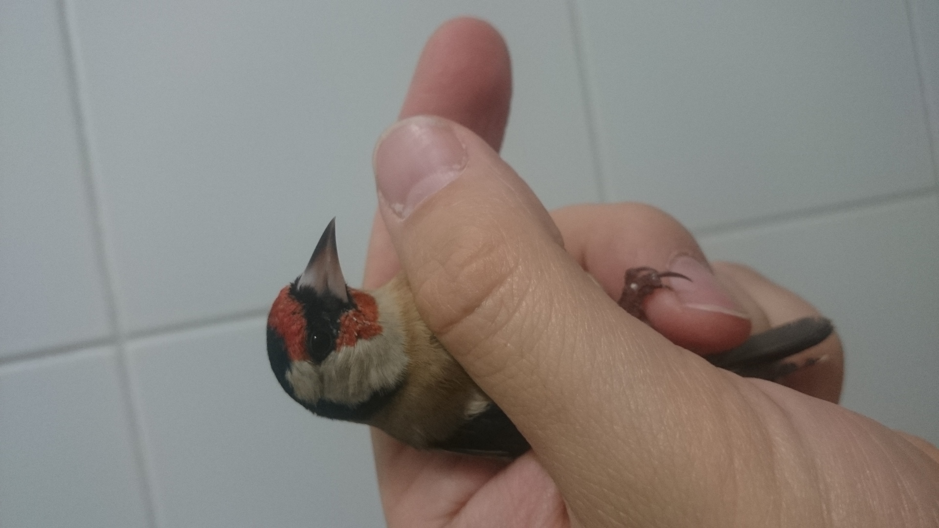 Mismo pajaro