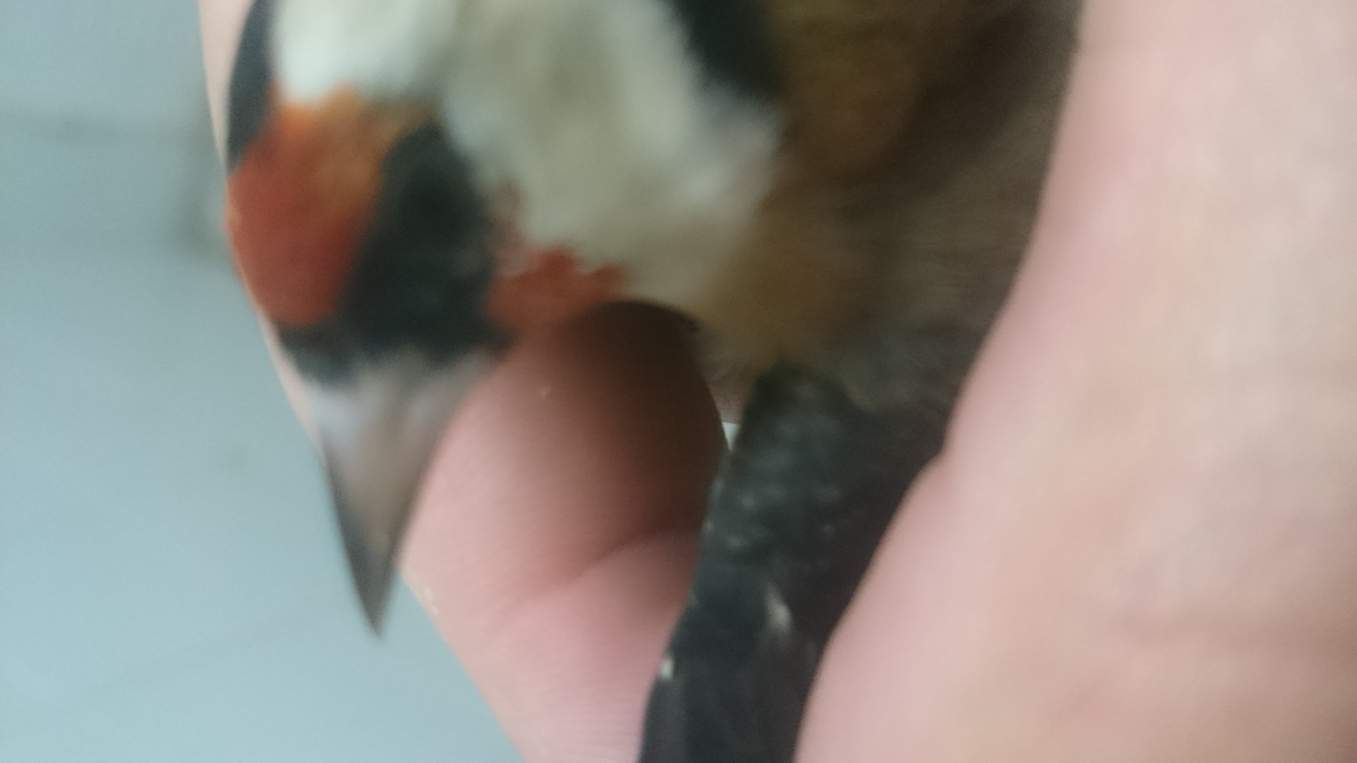Mismo pajaro
