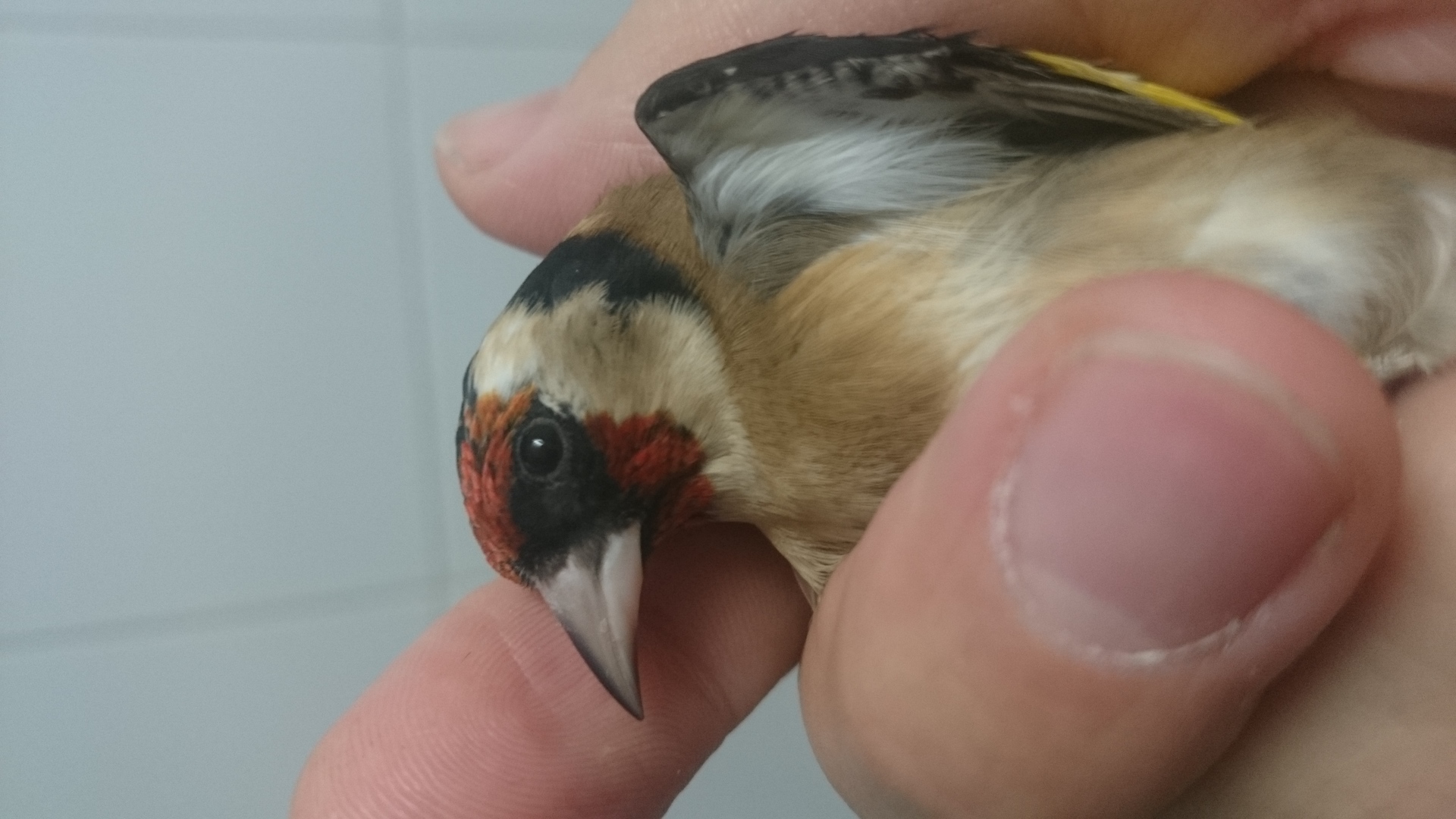 Esta son del mismo pajaro