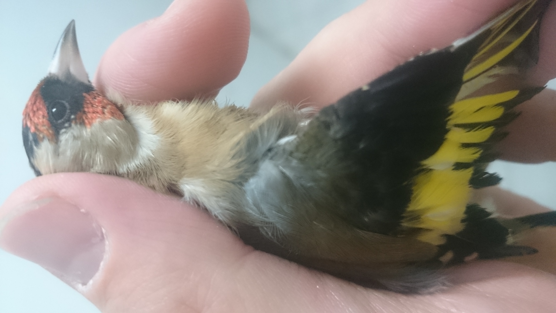 Otro pajaro