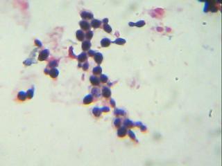 E:\Documents and Settings\Administrador.ILLUSION_V2\Mis documentos\Mis imágenes\Imagen 473.jpg