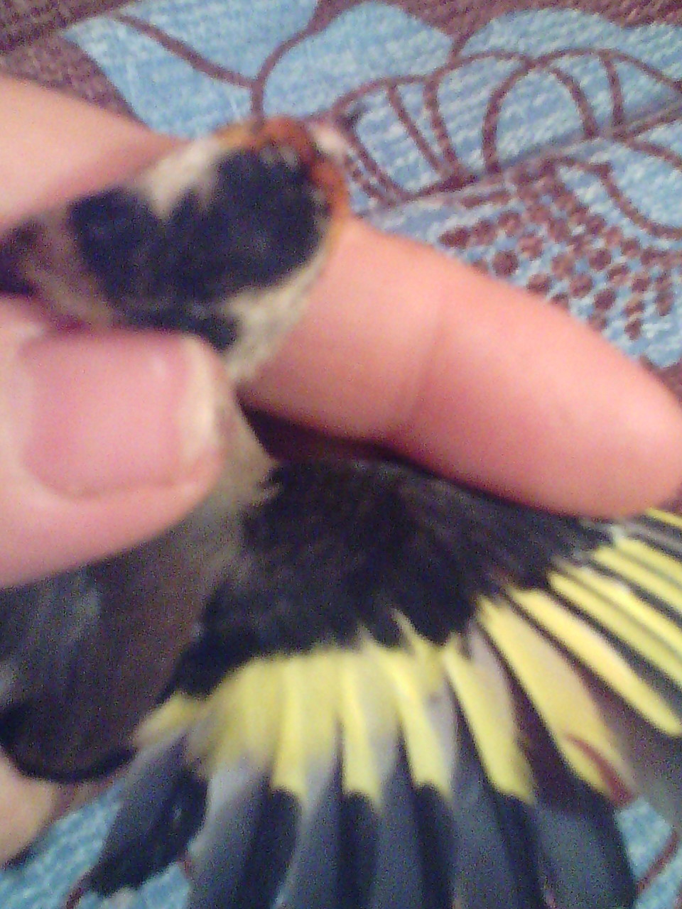 aki con la ala casi 100% negro solo tiene una rayitas a marronado  aki dería macho, Pero también si osdai cuenta no la acompaña con la ala la cabeza tiene pintas amarronadas