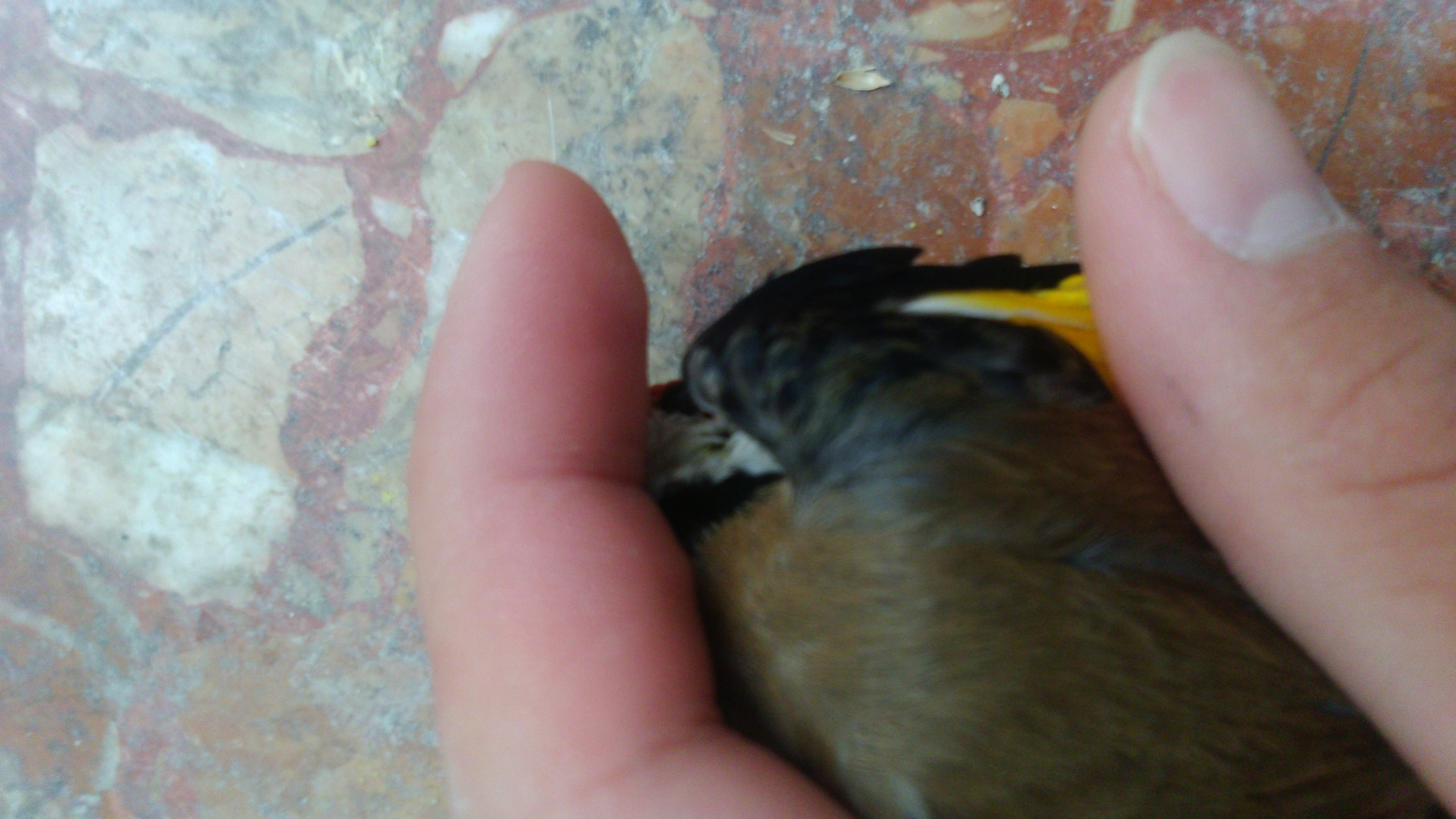 Estas 2 de otro pajaro