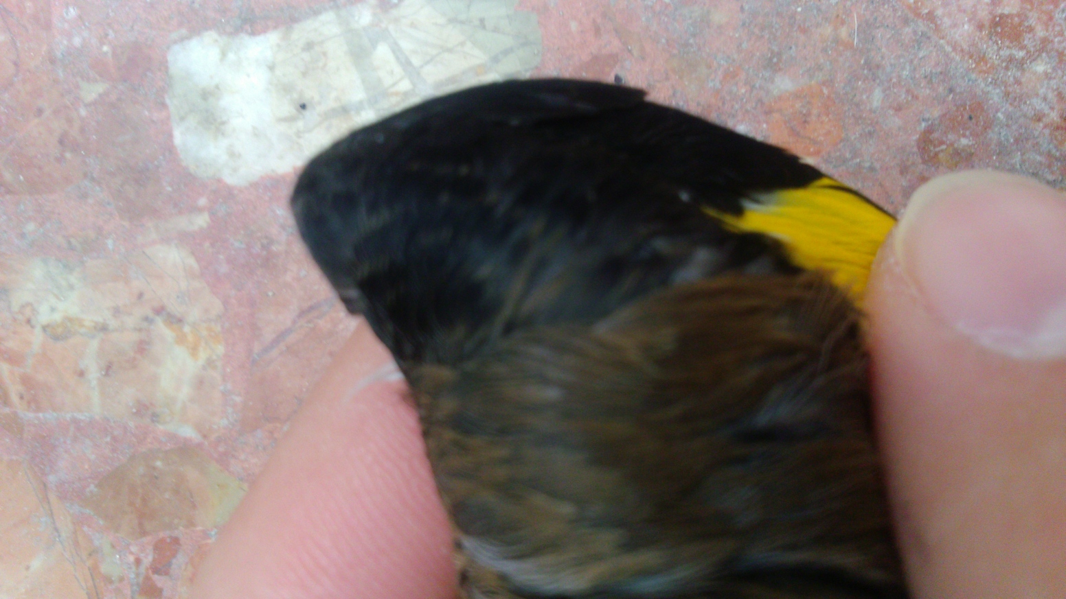 Esas 2 de otro pajaro