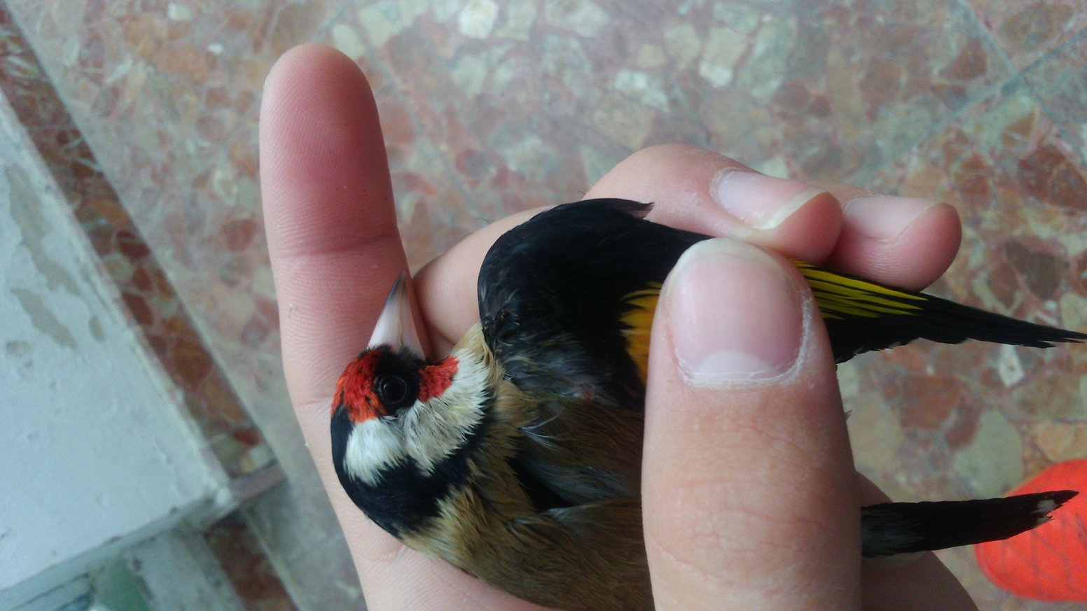 Y ese el ultimo pajaro