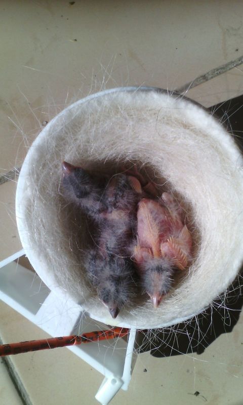 Estos nacieron el 18-11-15