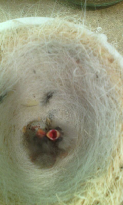 Estos nacieron el 24-11-15