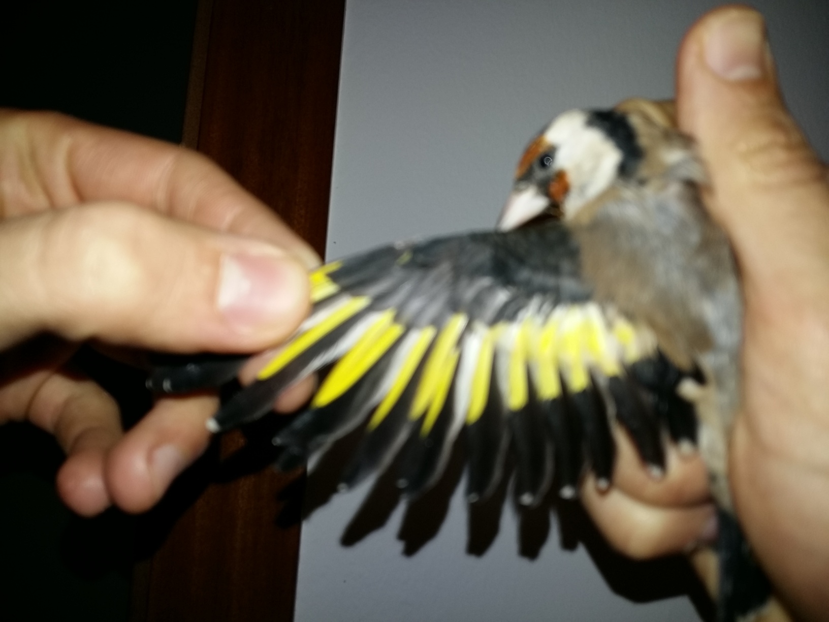 Teorico macho