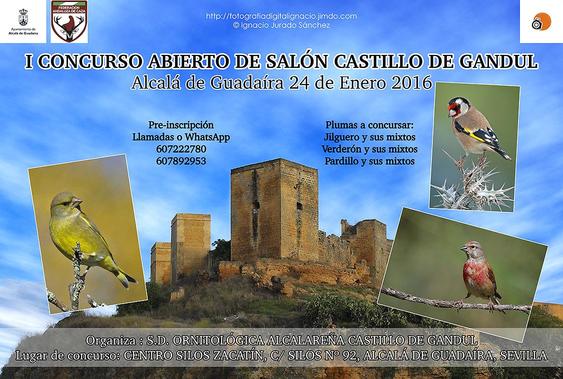 2634-concurso-silvestrismo-alcala-guadaira.jpg