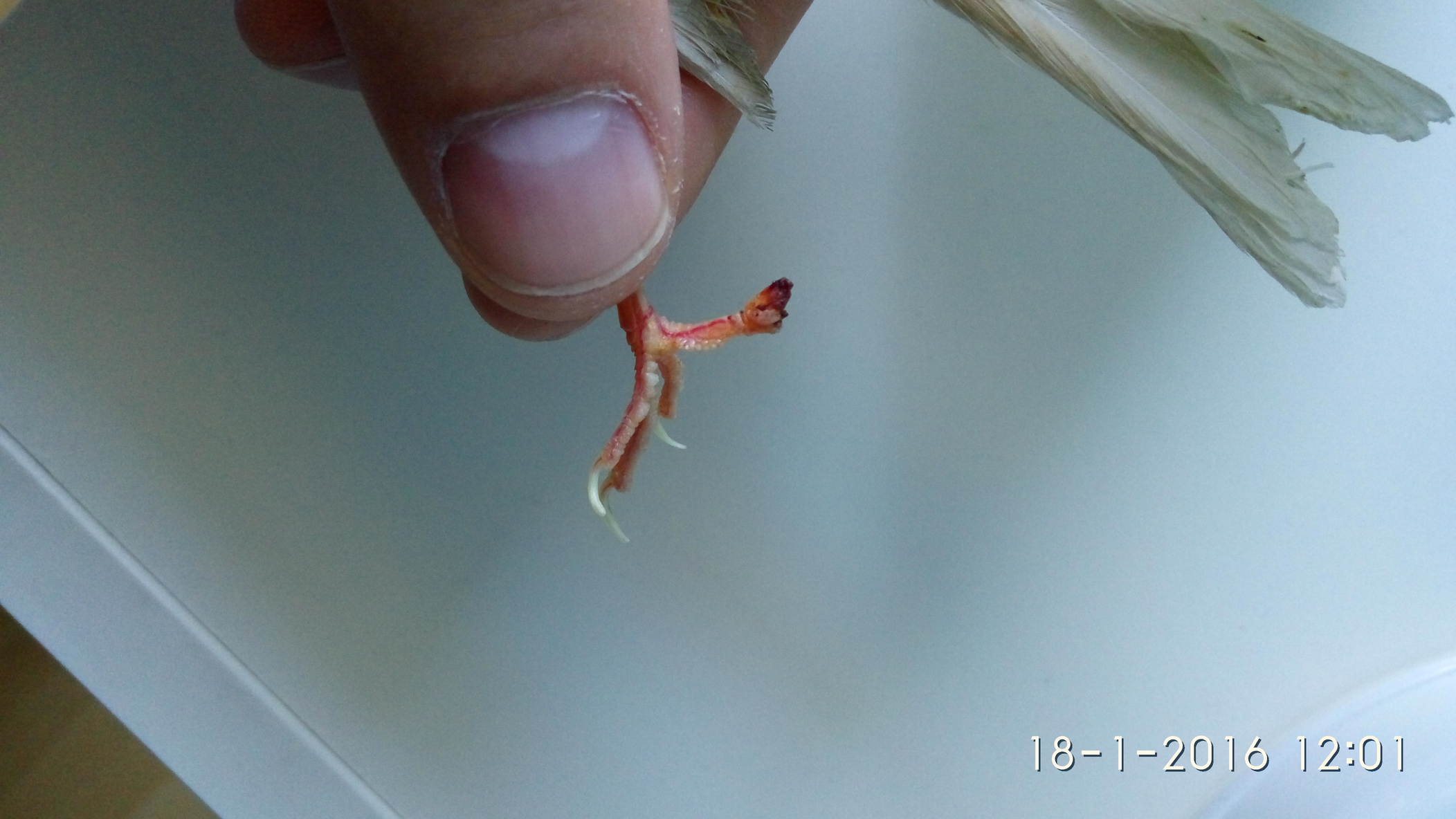 IMG_20160118_120115.jpg