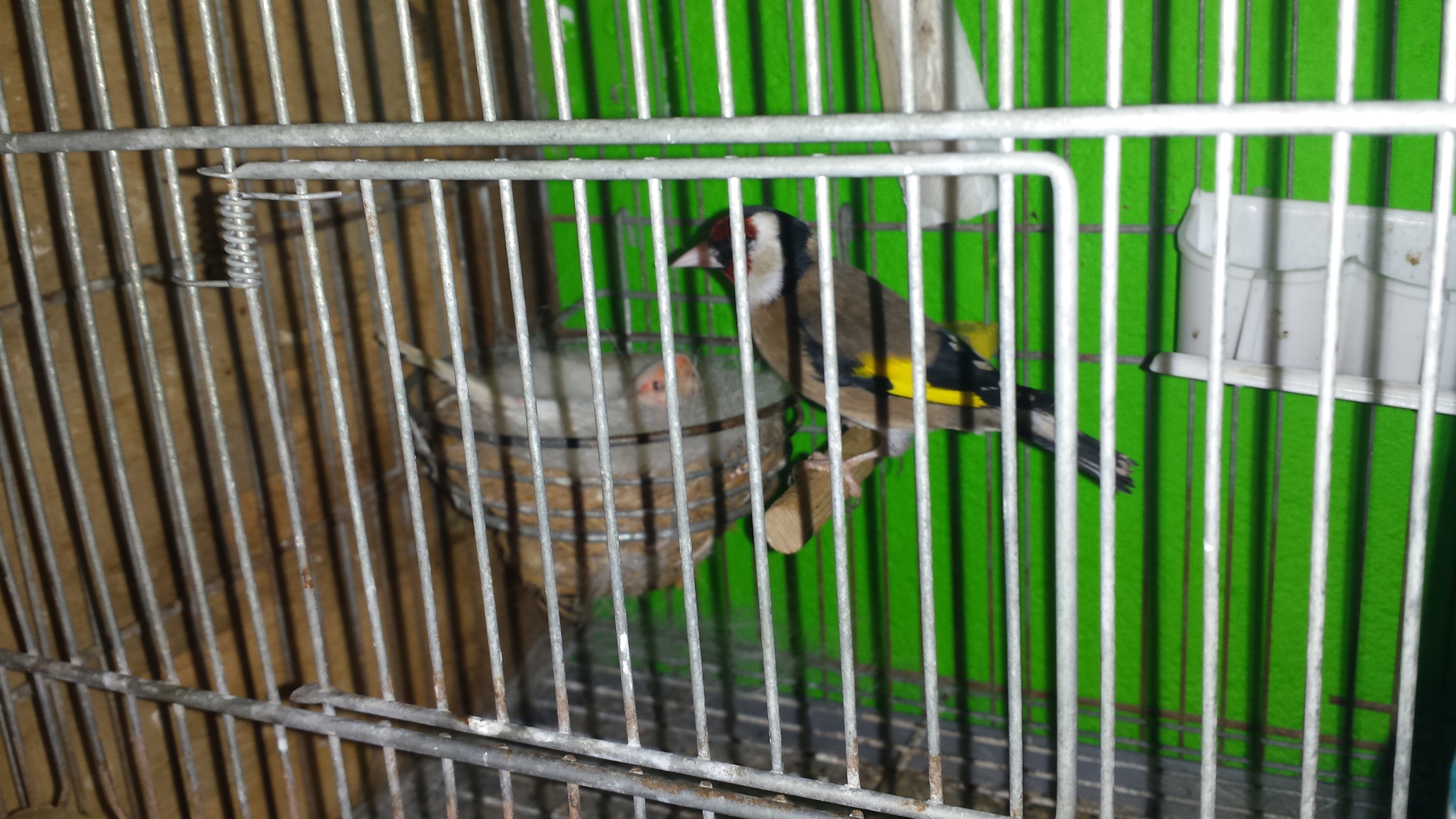 Canaria empollando y el jilguero delante