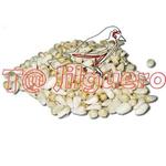 cardi o cartamo, pipa blanca.jpg