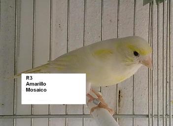 R3 amarillo mosaico.JPG