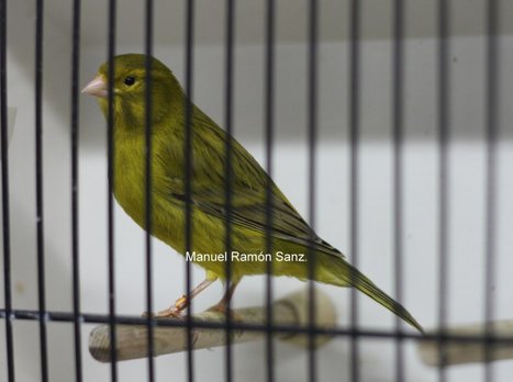 Agata Amarillo Intenso.jpg