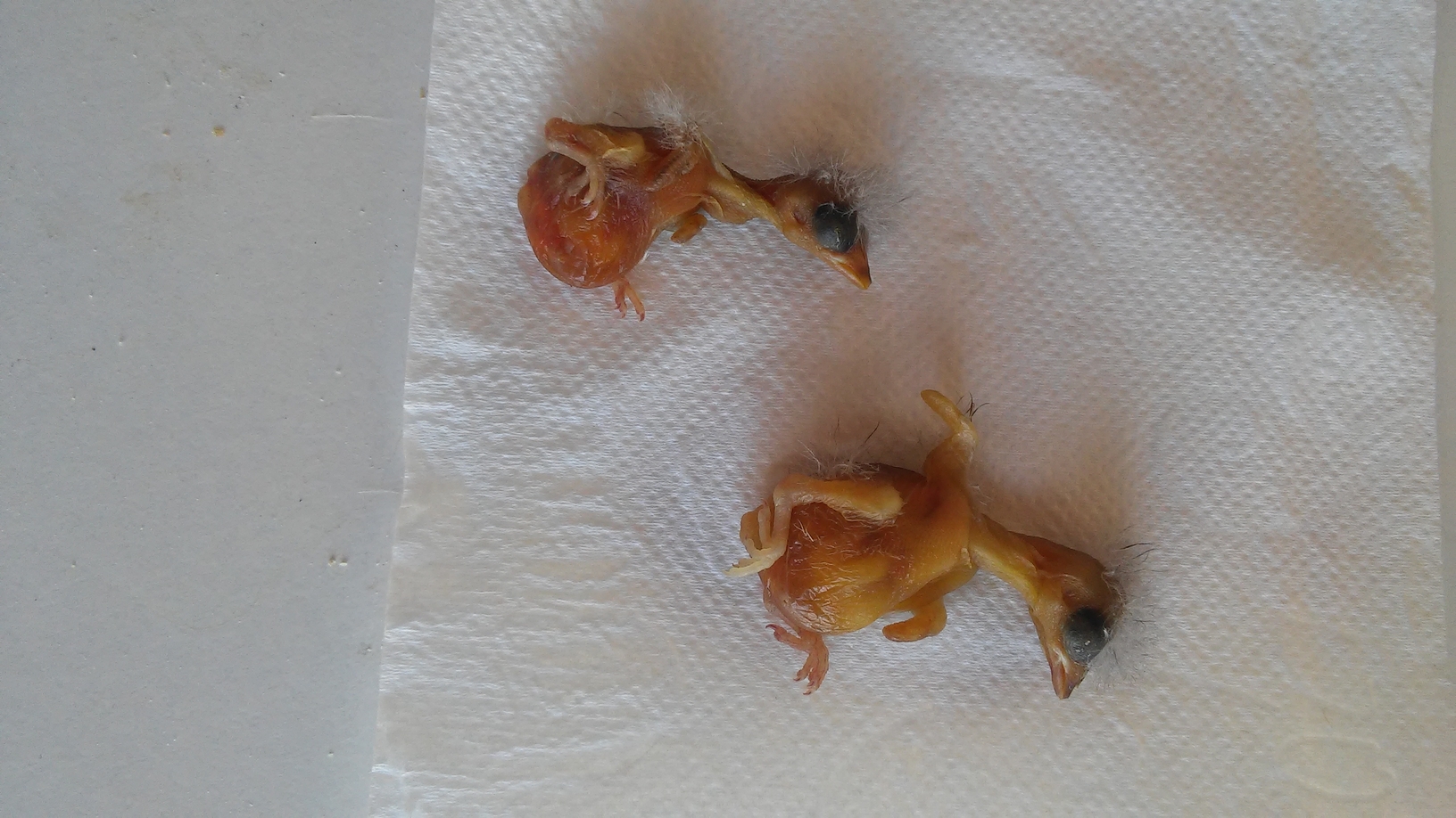 pichones jilguero muertos.JPG