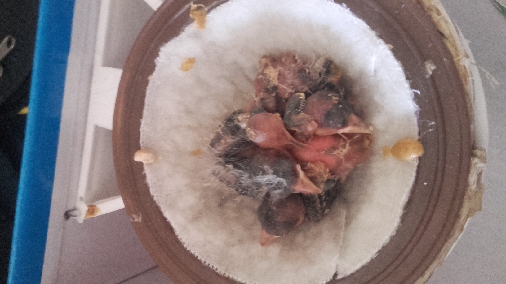 mirar como estan y muchas gracias por los comentarios compañeros