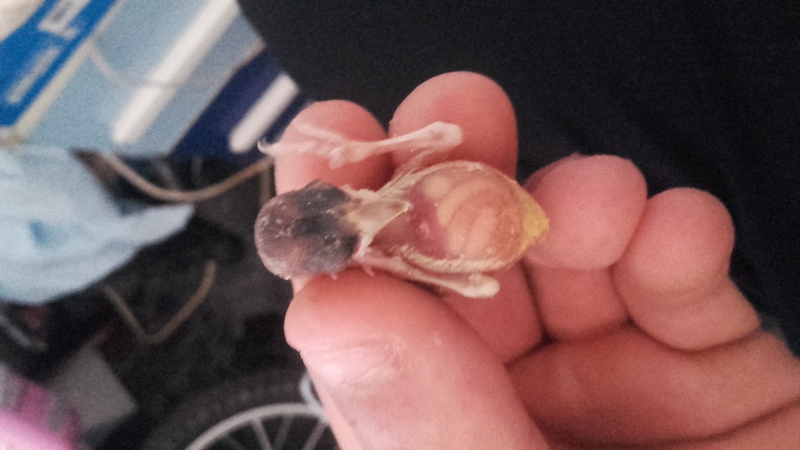 como veis este bientre??