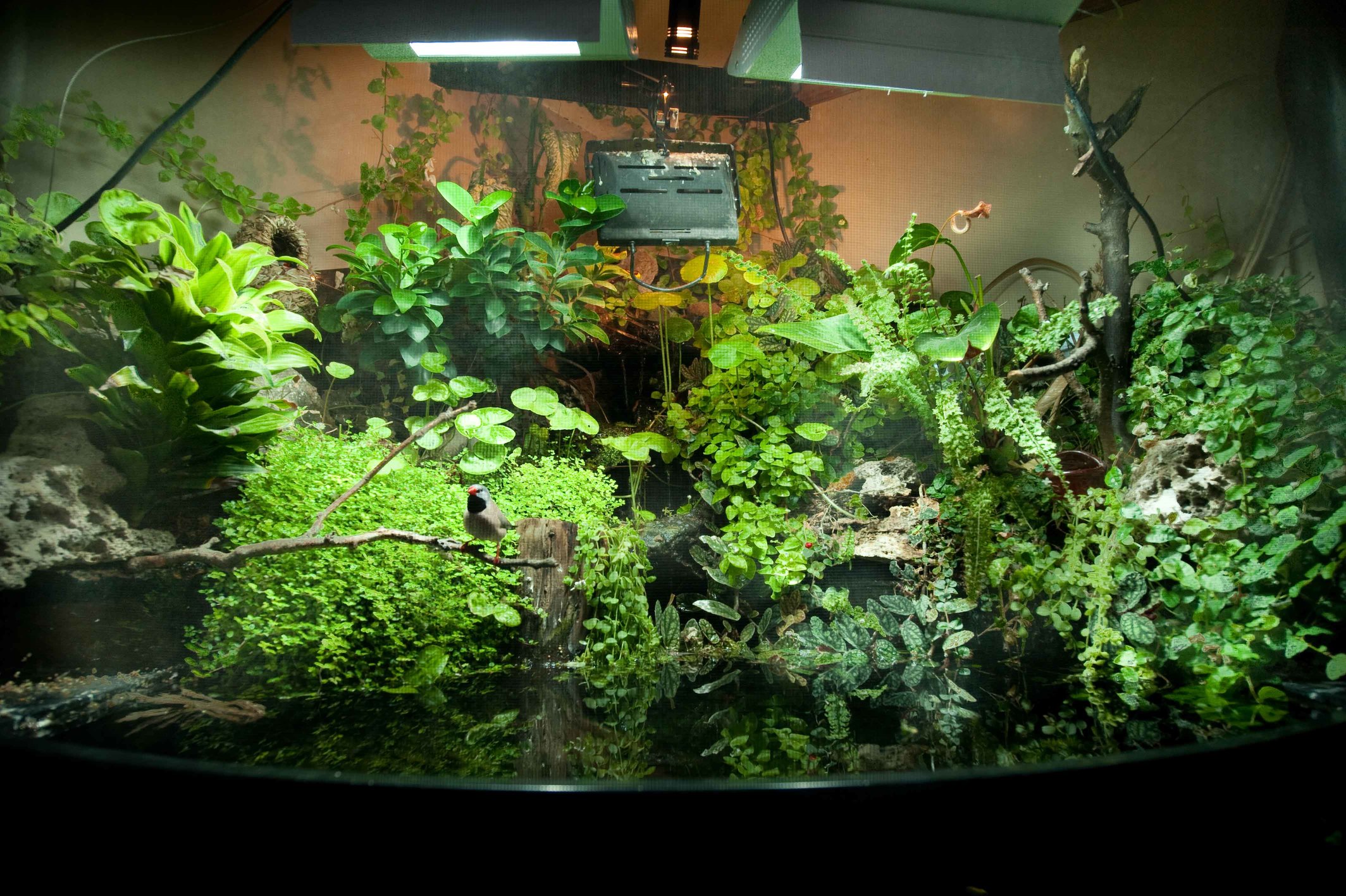 aviario 01.jpg