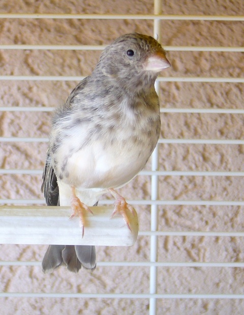 Cantor de Africa (Serinus Leucopygius).JPG