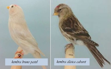 pardillo sizerín (Carduelis flammea).jpg