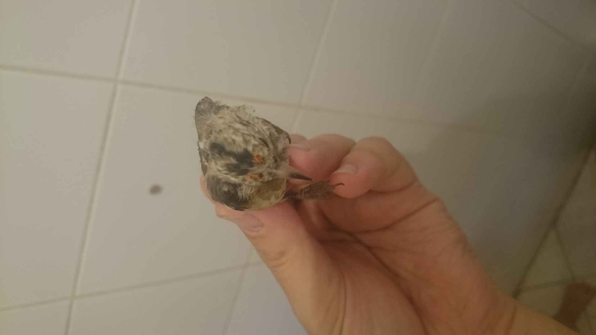 2foto