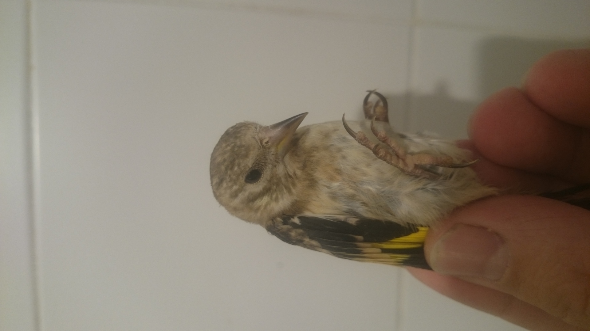 2foto 2pajaro