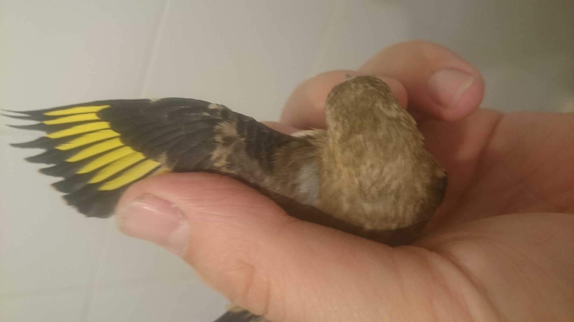 1foto 2pajaro