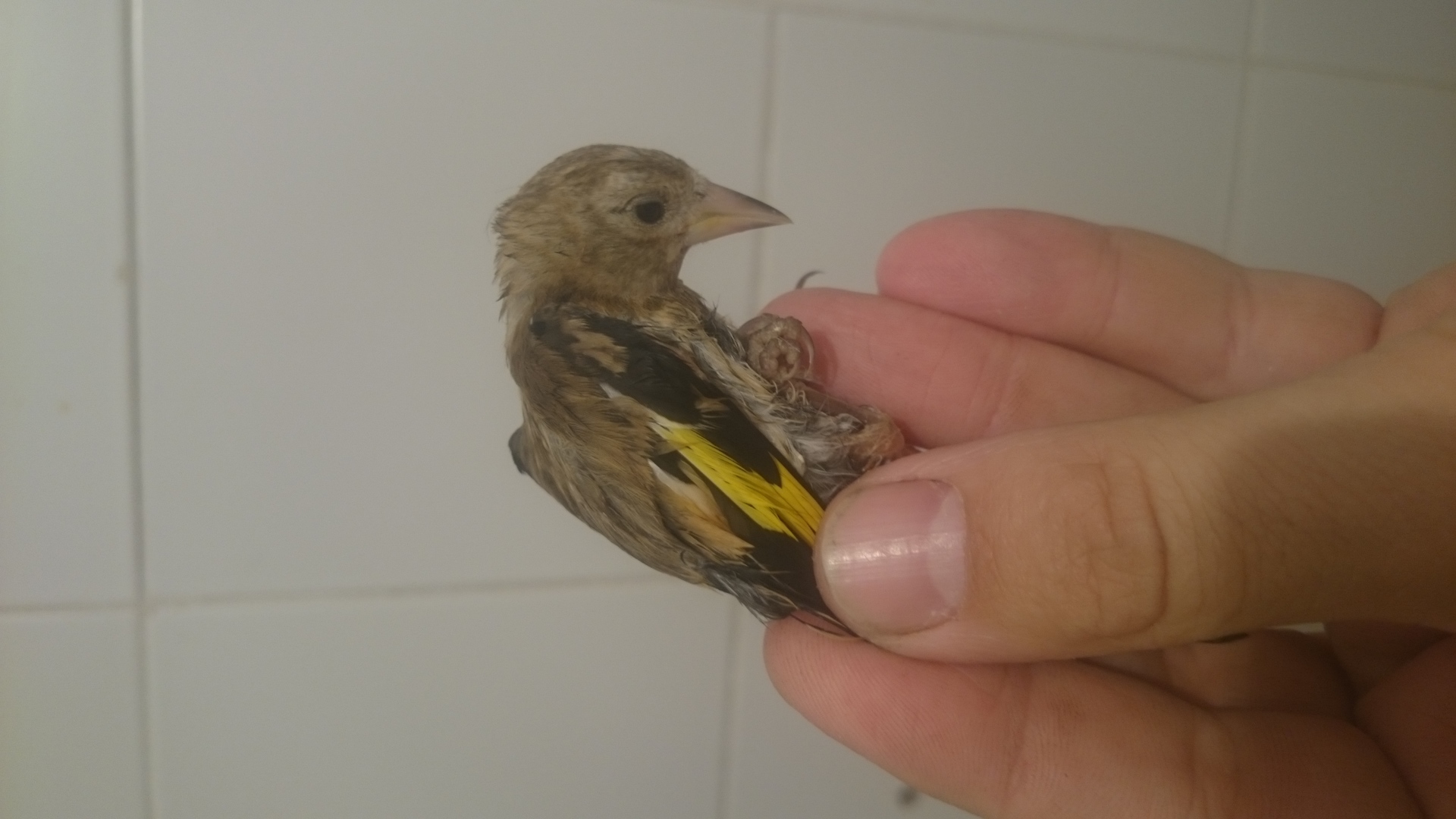 2foto 3 pajaro
