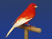 rojo intenso alas blancas 2.jpg