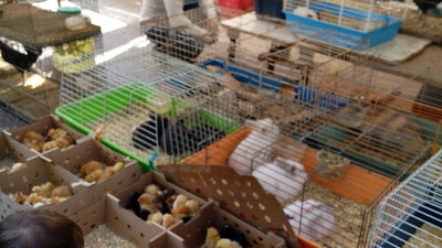 Mercadillo Tarragona.jpg