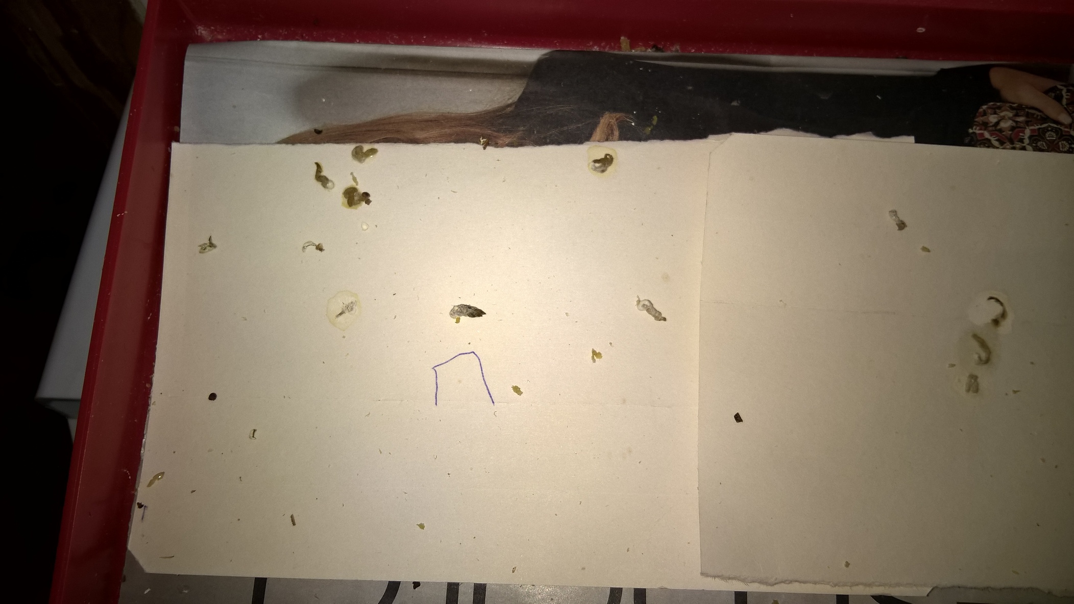 el pajaro sigue mal ai subo una foto de las heces y del pajaro aber si me podeis ayudar un saludo