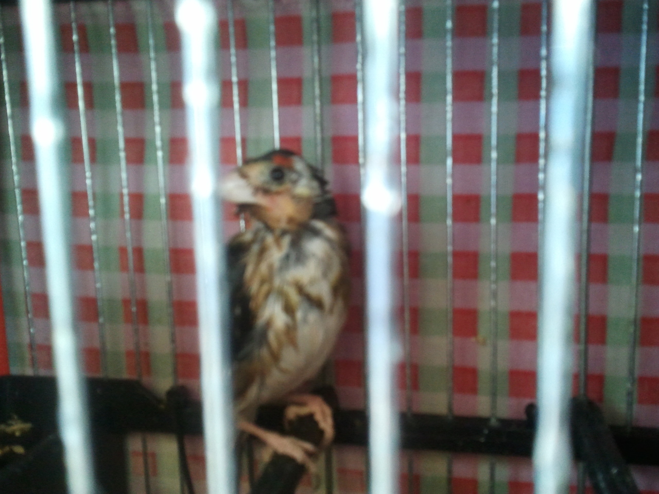 2011-06-11 20.17.17.jpg