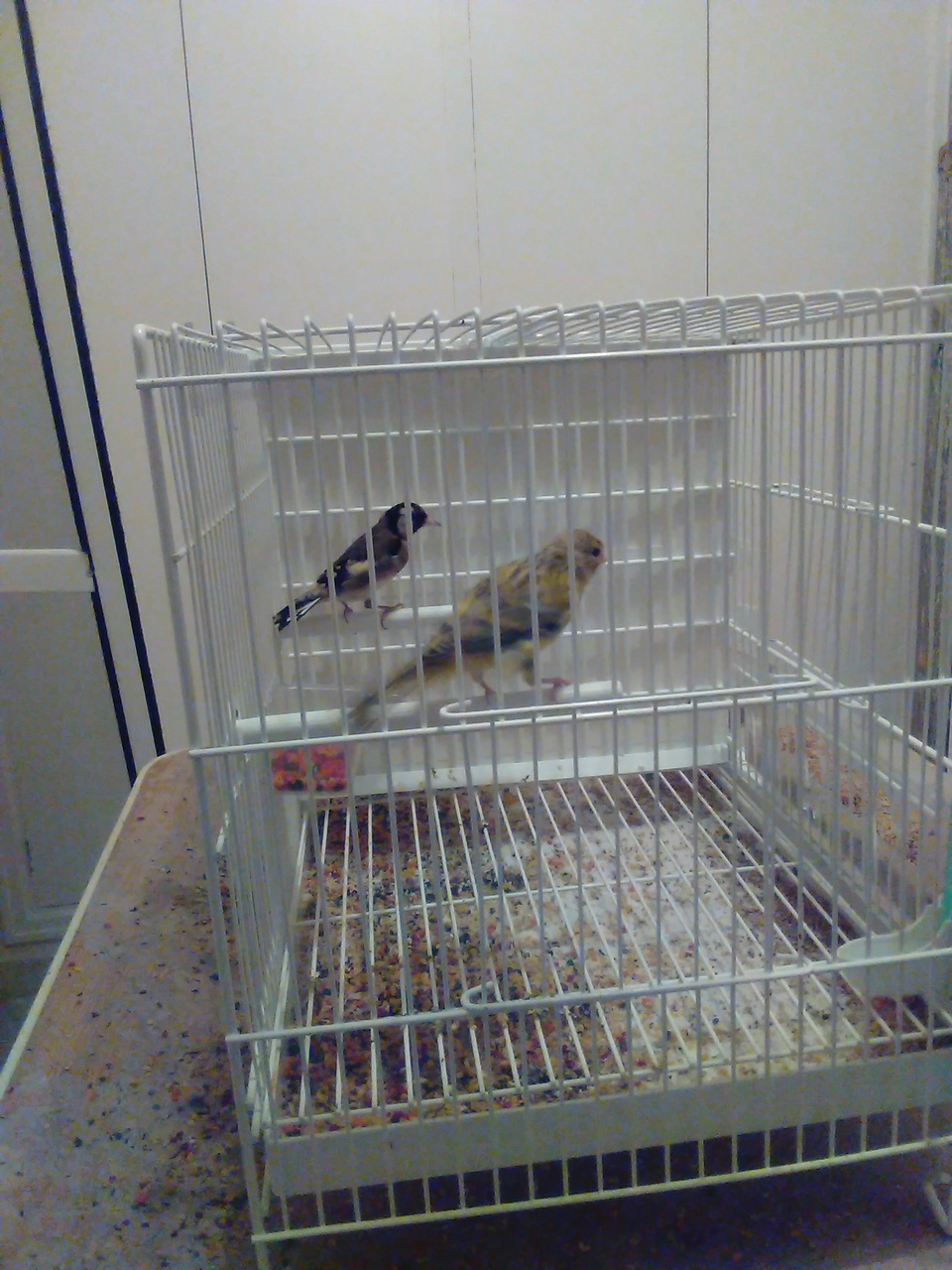 Aki subo la foto del canario a ver si se puede ver