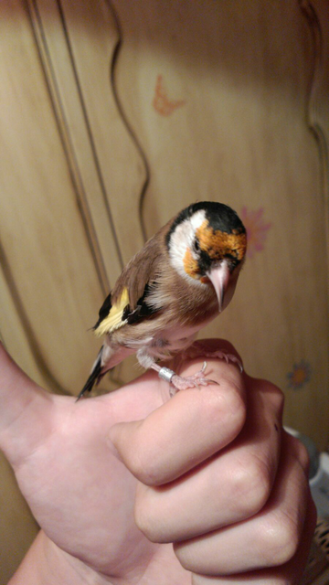 Así esta el bicho ya mudado y todo compañeros.<br />Un saludo.