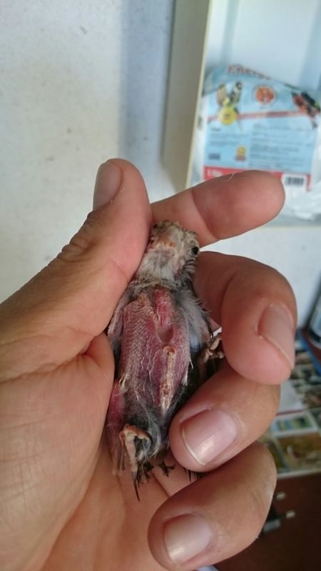 p1.jpg