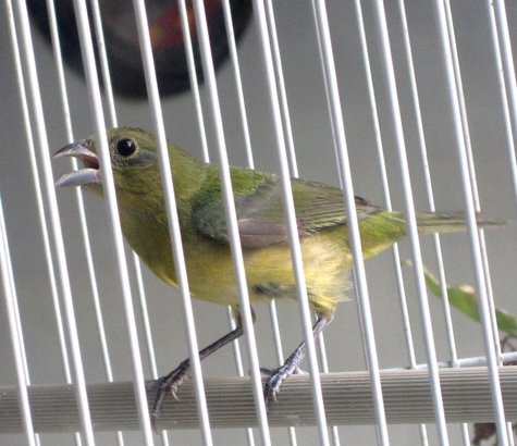 pajaro.jpg